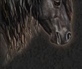 Black Horse Design