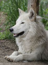 Dharma