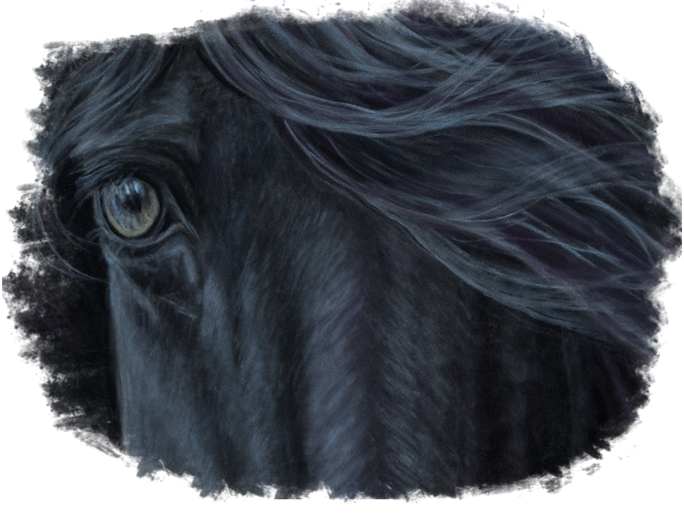 Black Friday Special